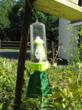 Timing is Everything in the Fight Against Stink Bugs, Act Now with...